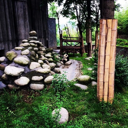 GD instagram updates 20140614: 💚🐼💚 #chengdu #panda