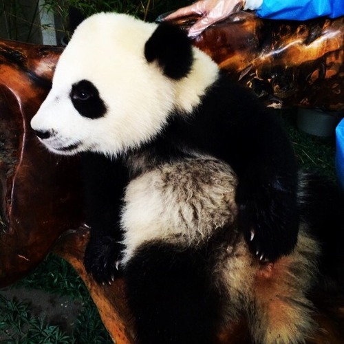 GD instagram updates 20140614: 💚🐼💚 #chengdu #panda